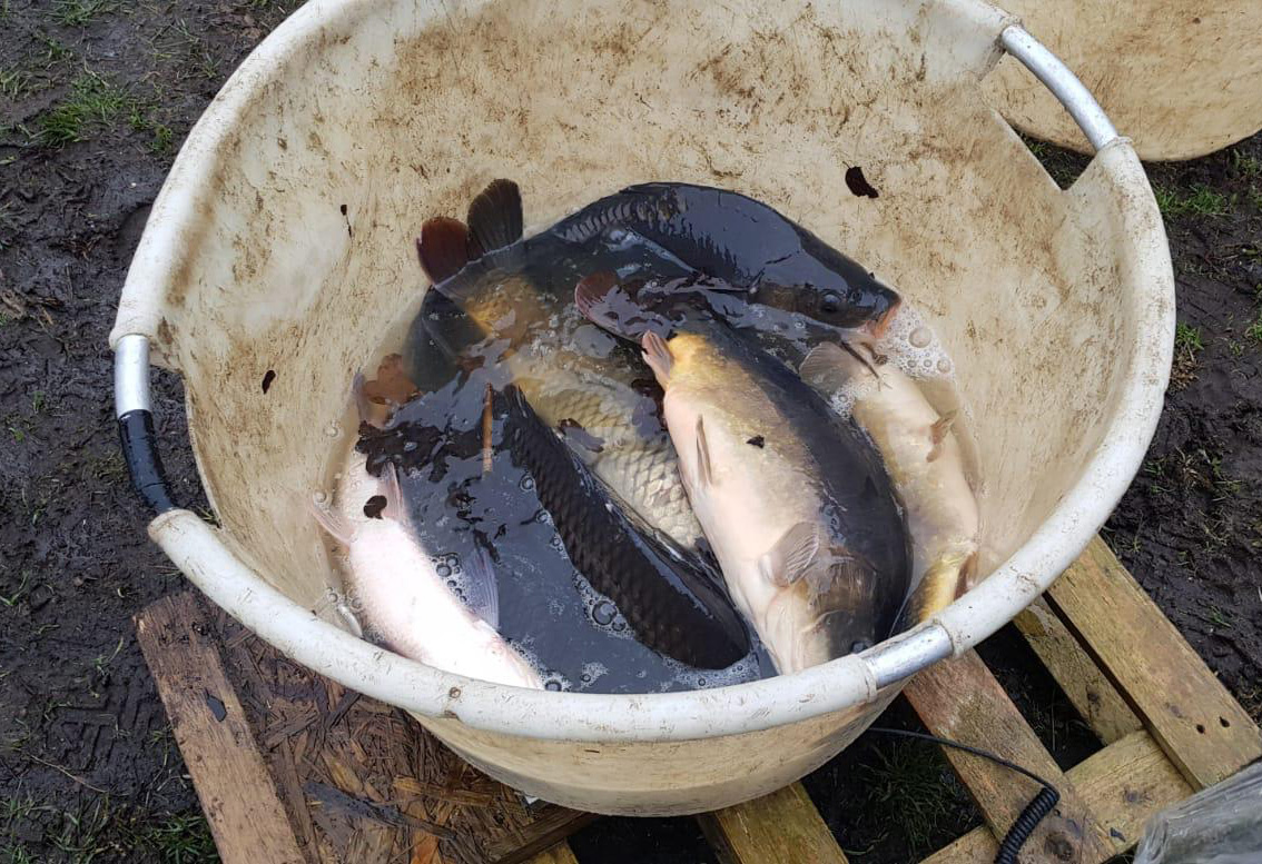 Neue Karpfen für den Teich Gemeinde Barsbek
